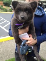 bear-dogs-34__605.jpg