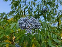 20221012_172507 Common Elder.jpg 20221012_172507 Common Elder.jpg