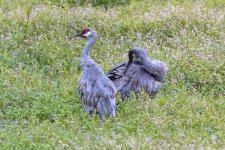 A02SandhillCrane5293.jpg A02SandhillCrane5293.jpg