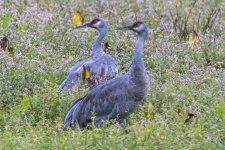 A03SandhillCranes5298.jpg A03SandhillCranes5298.jpg