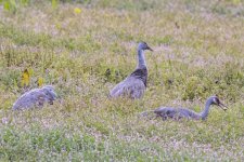 A04SandhillCranes5431.jpg A04SandhillCranes5431.jpg