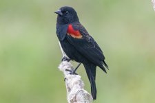 A05RedWingedBlackbird5320.jpg A05RedWingedBlackbird5320.jpg