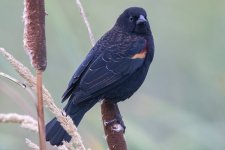 A06RedWingedBlackbird5336.jpg A06RedWingedBlackbird5336.jpg