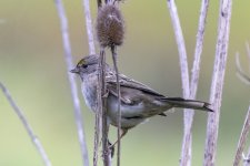A07GoldenCrownedSparrow5348.jpg A07GoldenCrownedSparrow5348.jpg