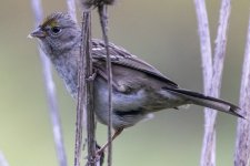 A08GoldenCrownedSparrow5352.jpg A08GoldenCrownedSparrow5352.jpg