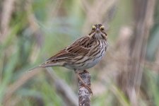 A09SavannahSparrow5555.jpg A09SavannahSparrow5555.jpg