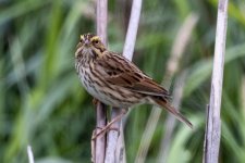 A10SavannahSparrow5551.jpg A10SavannahSparrow5551.jpg