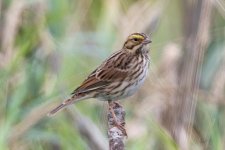 A11SavannahSparrow5559.jpg A11SavannahSparrow5559.jpg