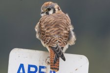 A12AmericanKestrel5392.jpg A12AmericanKestrel5392.jpg