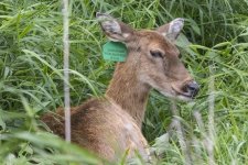 B05WhitetailDeerDoe5686.jpg B05WhitetailDeerDoe5686.jpg