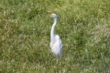 C01GreatEgret5742.jpg C01GreatEgret5742.jpg