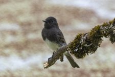 C02BlackPhoebe5533.jpg C02BlackPhoebe5533.jpg