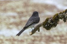 C03BlackPhoebe5527.jpg C03BlackPhoebe5527.jpg