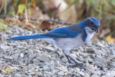 D01ScrubJay5630.jpg D01ScrubJay5630.jpg