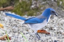 D02ScrubJay5666.jpg D02ScrubJay5666.jpg
