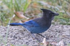 D03StellersJay5670.jpg D03StellersJay5670.jpg