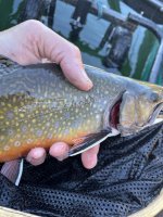 brookie2.jpg brookie2.jpg