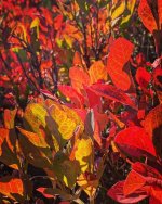 EE616906-0CBF-4A2E-A206-1A018D3F9E1E.jpeg EE616906-0CBF-4A2E-A206-1A018D3F9E1E.jpeg
