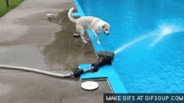 76D7555D-1CFA-4DA3-AFA9-94F9111D6906.gif