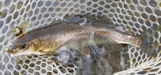 20221026_whitefish.jpg