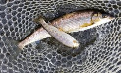 20221028_whitefishtroutdouble.jpg 20221028_whitefishtroutdouble.jpg