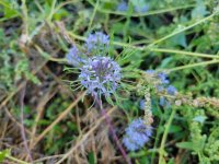 20221026_125457 Whitehead Navarretia.jpg 20221026_125457 Whitehead Navarretia.jpg