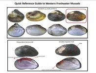 FW-mussel.jpg