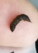20221029_bug1.jpg