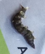 20221029_bug2.jpg