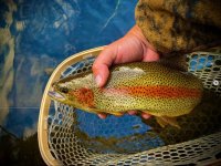 metolius redband.JPG