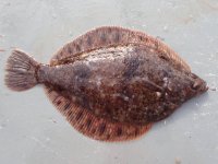 2016TrawlPicture_RockSole (1).JPG