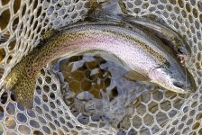 20221103_trouts.jpg