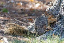 FoxSquilrrel5880.jpg FoxSquilrrel5880.jpg