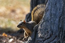 FoxSquirrel5876.jpg FoxSquirrel5876.jpg