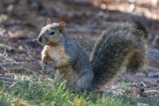 FoxSquirrel5883.jpg FoxSquirrel5883.jpg