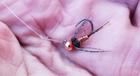 20221108_copperjohnfly.jpg 20221108_copperjohnfly.jpg