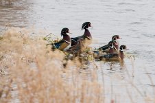 011-Wood-Ducks-110922-3.jpg 011-Wood-Ducks-110922-3.jpg