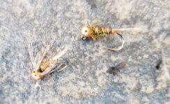 20221110_flies.jpg 20221110_flies.jpg
