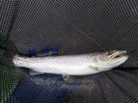 IMG_2118.jpg