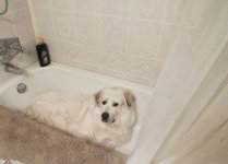 Bear in Tub.jpg