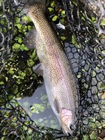 fish1.jpg