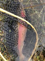 fish2.jpg
