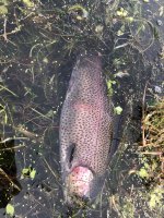 fish3.jpg