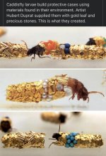 caddis fly larvae.jpg