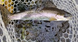 20221117_pttrout.jpg