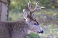 BackyardBuck6249Trim.jpg