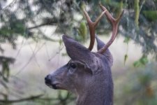 BackyardBuck6147Trim.jpg