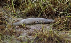 lamprey2022ccA.jpg lamprey2022ccA.jpg