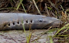 lamprey2022ccTT.jpg lamprey2022ccTT.jpg