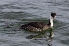 A02WesternGrebe8413.jpg